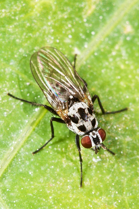 Limnophora obsignata ?No Anthomyia del gruppo pluvialis